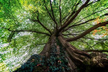 Un vieil arbre brun aux feuilles vertes