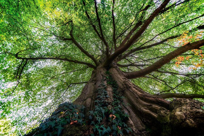 Een oude bruine boom met groene bladeren van Steven Dijkshoorn