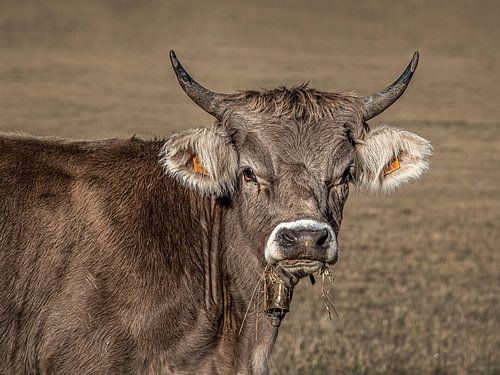 A Spanish cow with horns in the Basque country