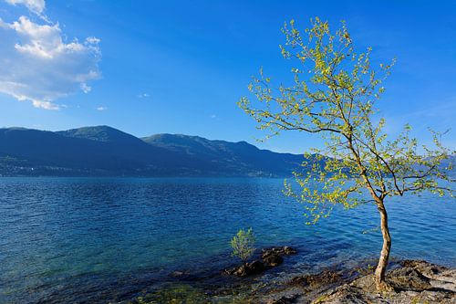 Ein Frühlingsabend am See - Lago Maggiore Italien