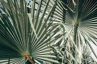 Tropische botanische Palmenblätter