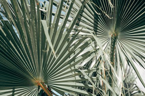 Tropische botanische Palmenblätter