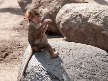 Mantelbavian : DierenPark Amersfoort sur Loek Lobel