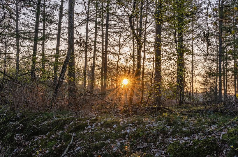 zonnester tussen de bomen van Tania Perneel