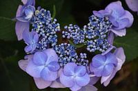 A hydrangea flower in the park