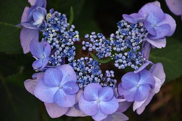 A hydrangea flower in the park by Claude Laprise