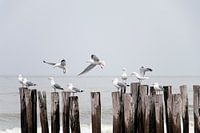 gulls on wooden breakwaters
