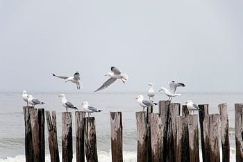 Mouettes sur des brise-lames en bois