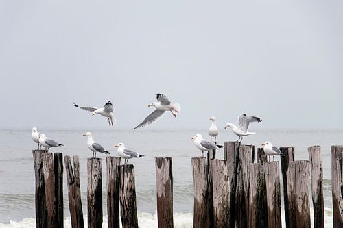 gulls on wooden breakwaters