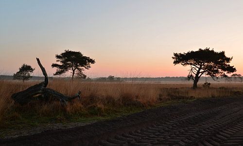 Zandweg in de morgen