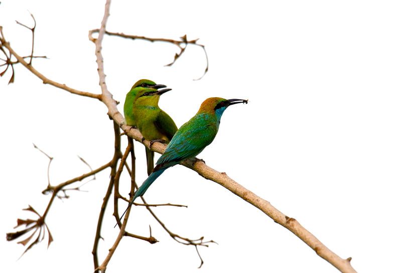 Green bee-eater by Karsten van Dam