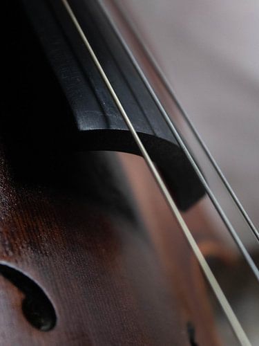 Geige Closeup 02 | Bild