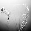 Jellyfish in black and white by Rik Verslype