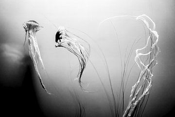 Jellyfish in black and white