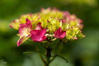 Hortensie