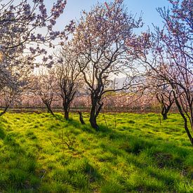 Lichtstrahlen und Blüten von saeid foruzandeh