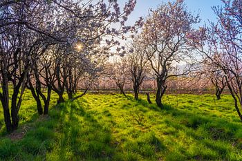 light beams and blossoms