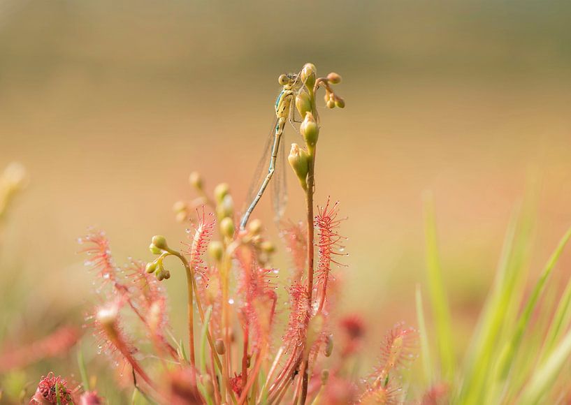 Sundew vs Damselfly by Ans Bastiaanssen