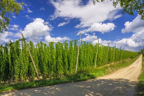 Hoptuin in de Hallertau