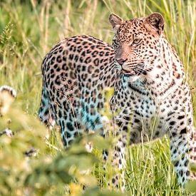 Leopard von Trudy van der Werf