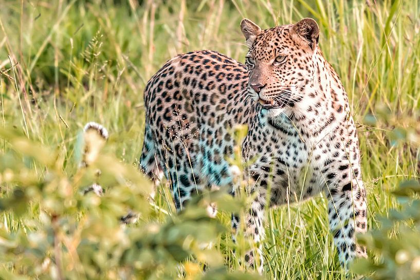 Leopard von Trudy van der Werf