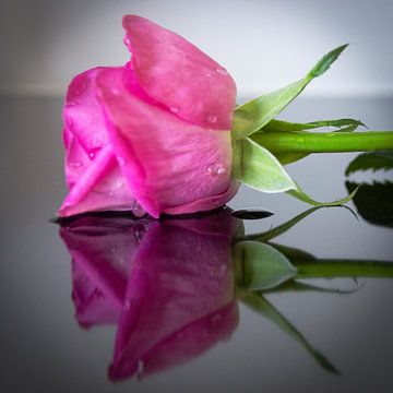 Reflections of a Pink Rose – Tranquil Elegance van Betty Verheij