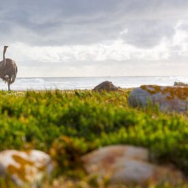 Une autruche sur la côte sauvage sud-africaine sur Patrick Kilb