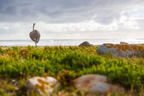 Une autruche sur la côte sauvage sud-africaine