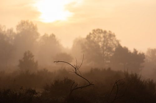 dode tak in het gouden licht