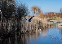 Héron gris en vol au-dessus d'un lac dans un parc