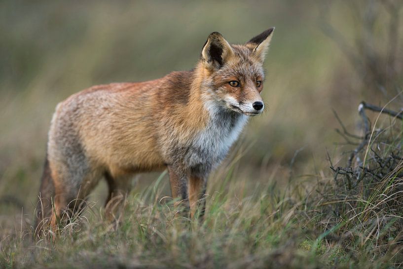 Rotfuchs ( Vulpes vulpes ) im dichten Winterfell steht in einer Wiese mit hohem Gras von wunderbare Erde