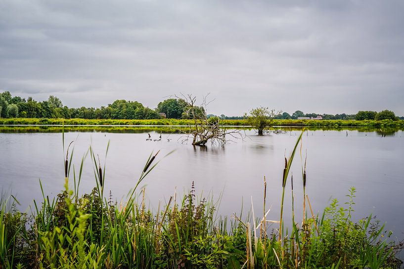 The quiet Frisian nature by Tina Linssen