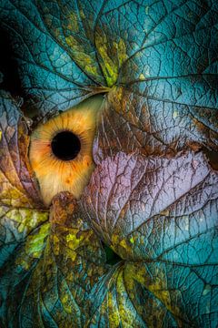 Auge für Farbe von Peter Smeekens