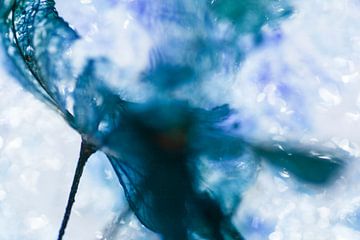 Blauwe Hortensia IJs | Fine Art Foto van Nanda Bussers