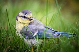 Kleine Meise im Gras von Jürgen Schmittdiel Photography