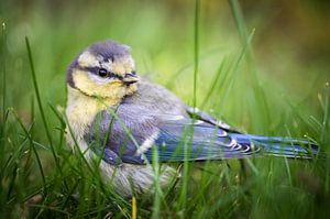 Kleine Meise im Gras
