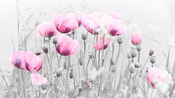 Pink poppy in the wilderness by Angélique Vanhauwaert