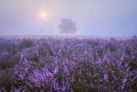 A quiet landscape of heather and solitude