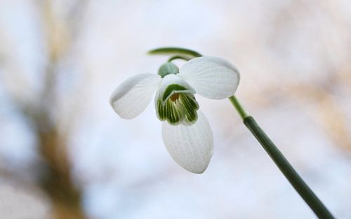 Sneeuwklokje