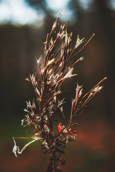 Style my Home series par Liberty Ragazza Biesma par Liberty Biesma