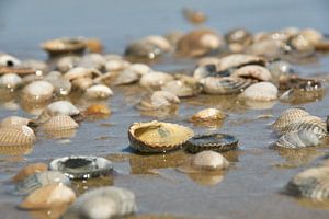 Coquilles à la ligne de flottaison