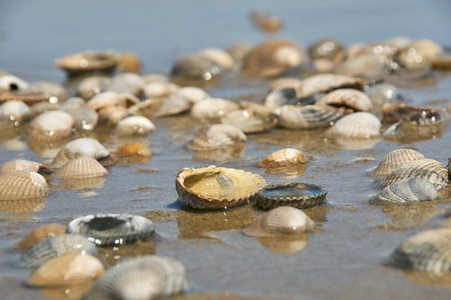 Kokkel schelpen aan de waterlijn