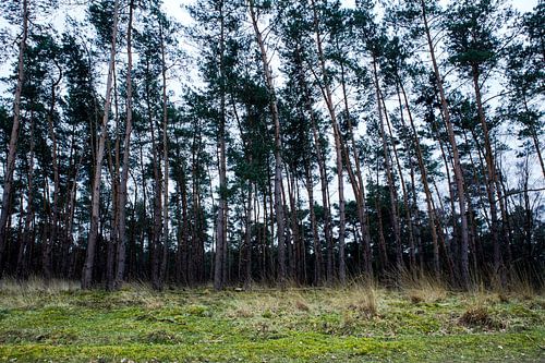 Deelerwoud, Veluwe Gelderland