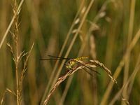 een helikopter daalde