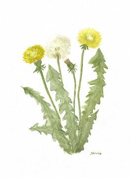 Paardenbloem van Sandra Steinke