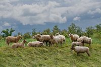 Grazing sheep on dike Merwelanden Dordrecht.