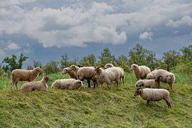 Grazing sheep on dike Merwelanden Dordrecht. by René von Hout