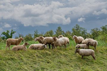 Grazende schapen op dijk Merwelanden Dordrecht.