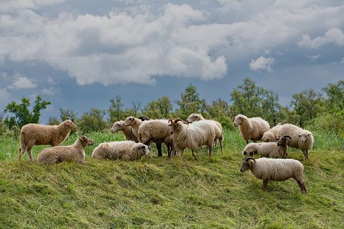 Grazende schapen op dijk Merwelanden Dordrecht.