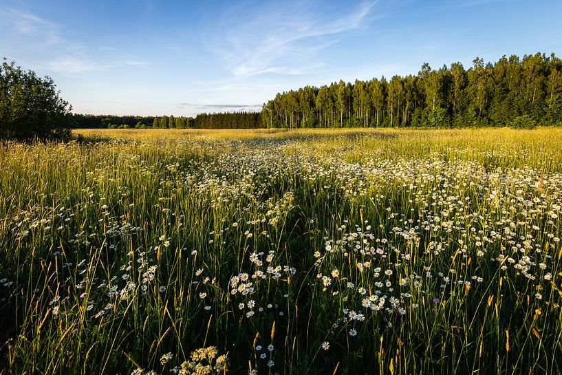Uitzicht over de bloemenweide in Bialowieza, Polen van OCEANVOLTA